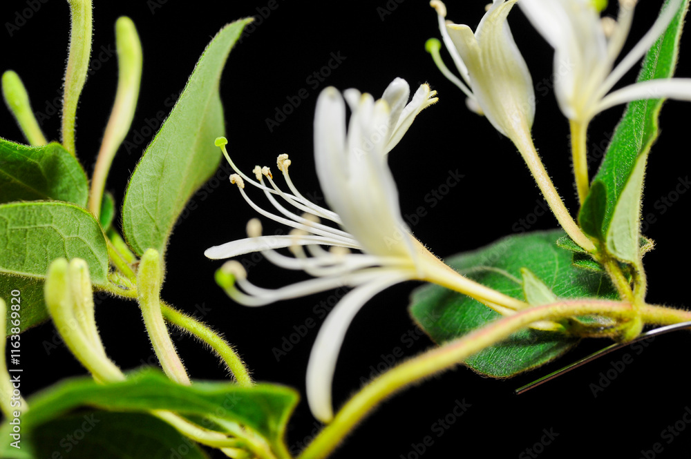 Blooming honeysuckle, also known as honeysuckle. Chinese herbal medicine, has the effect of clearing heat and detoxifying. Blooming honeysuckle, also known as honeysuckle. Chinese herbal medicine, has the effect of clearing heat and detoxifying.
