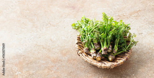 edible shoots of a fatsia photo