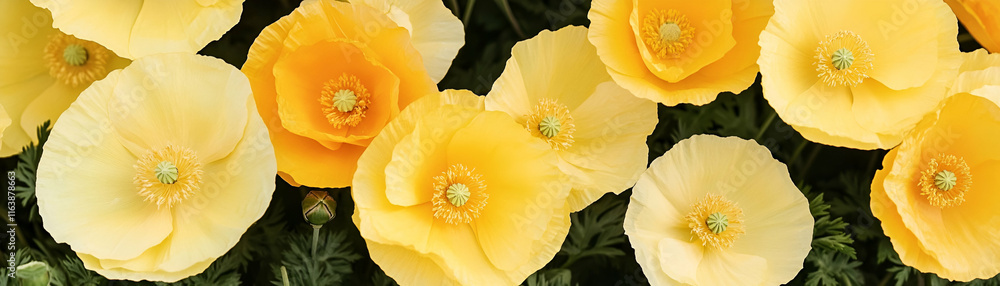 Vibrant Yellow Poppies Bloom Abundantly in Garden, Showcasing Delicate Petals and Bright Centers Beautifully. Vibrant Yellow Poppies Bloom Abundantly in Garden, Showcasing Delicate Petals and Bright Centers Beautifully.