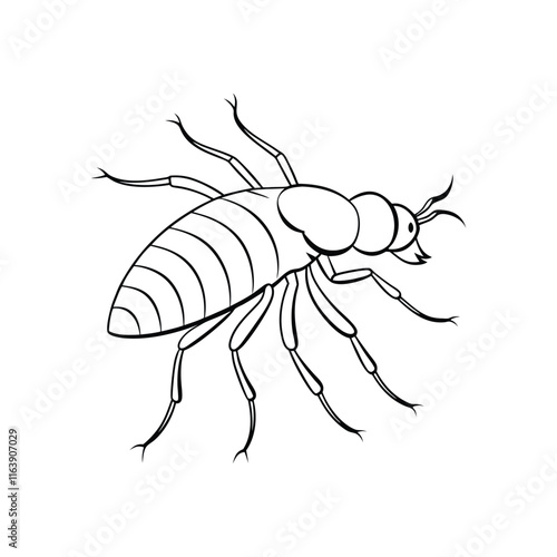 Flea (Siphonaptera) insect silhouette design, labeled line art vector illustration.