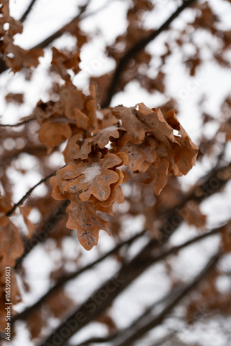 winter landscape frost oaks in sunny frosty morning photo