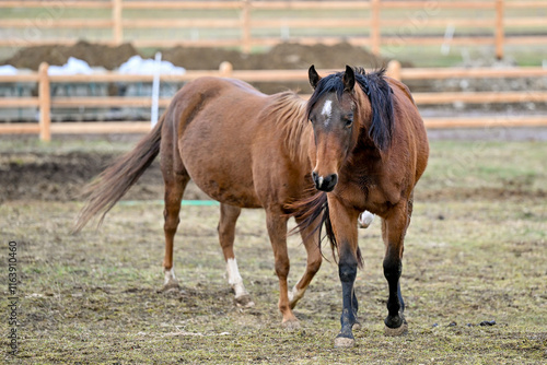 SVK, Pferd, Pferde photo