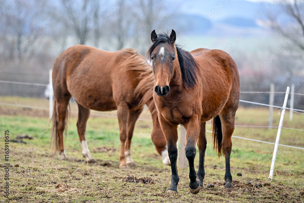 Obraz premium SVK, Pferd, Pferde