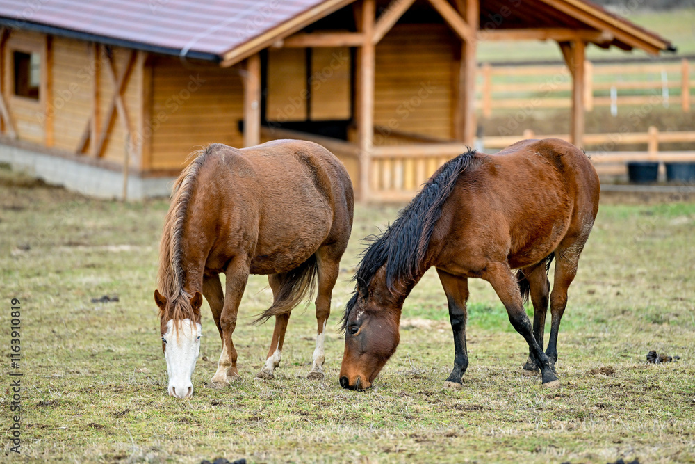 Obraz premium SVK, Pferd, Pferde
