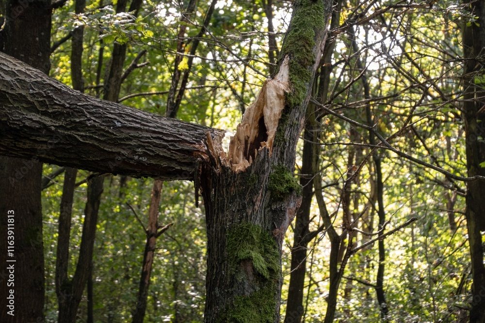Broken tree in forest after strong wind
