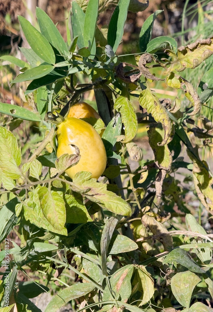 Bush of yellow tomato plant (solanum lycopersicum), vertical