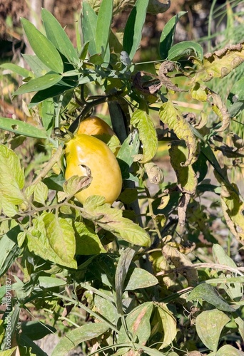 Obraz na płótnie Bush of yellow tomato plant (solanum lycopersicum), vertical w salonie