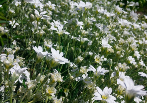 Obraz na płótnie Snow-in-summer flower (Cerastium tomentosum) with shallow depth of field w salonie