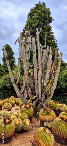 Big and small nice cacti in the Pinya de Rosa Tropical Botanical Garden, October 3, 2024. Nice autumn day in Girona. photo