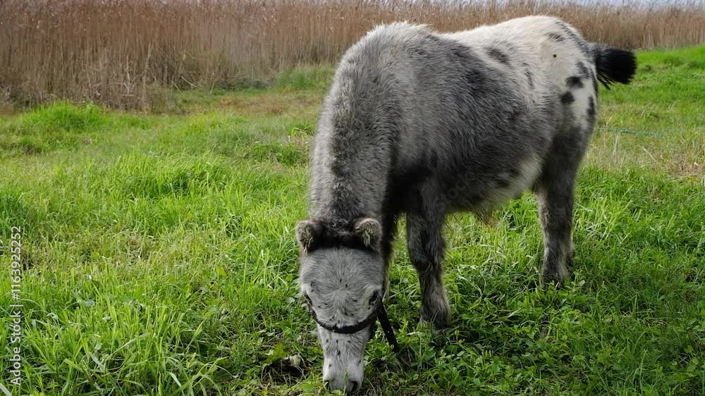A funny and beautiful gray-and-white pony is grazing in the field. Life on the farm. Farm animals A funny and beautiful gray-and-white pony is grazing in the field. Life on the farm. Farm animals