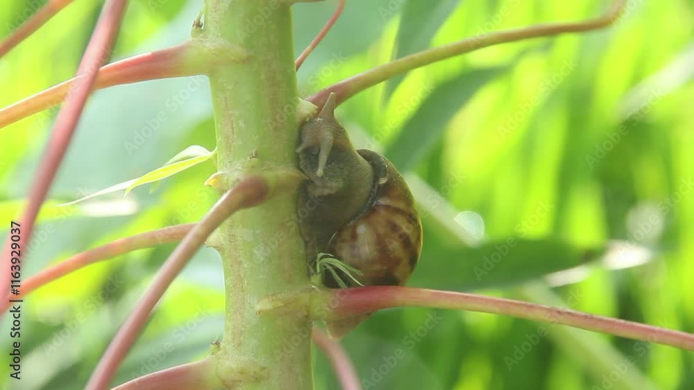 Lissachatina Fulica or land snail belonging to the Achatinidae family. Lissachatina fulica is a species of land snail originating from East Africa Lissachatina Fulica or land snail belonging to the Achatinidae family. Lissachatina fulica is a species of land snail originating from East Africa