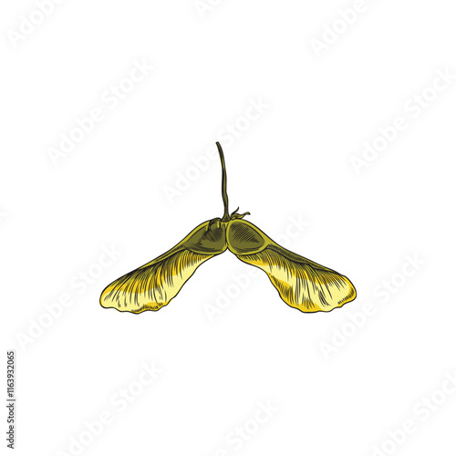 Vector illustrations of maple seeds on a white background for decoration on a natural theme