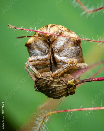 Brown shield bug on a plant stem photo