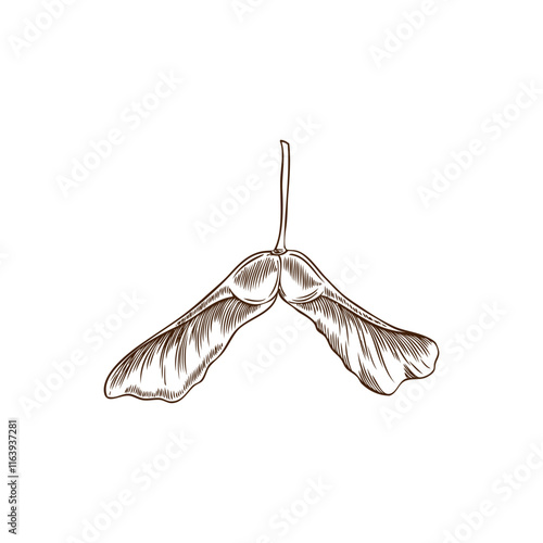 Autumn winged maple seed engraved hand drawn vector icon, falling maple pod whirligig winged achene forest nature sketch