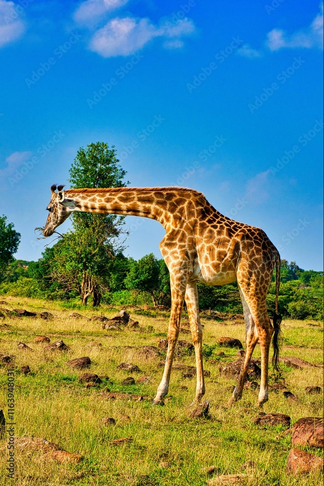 giraffe in the savannah