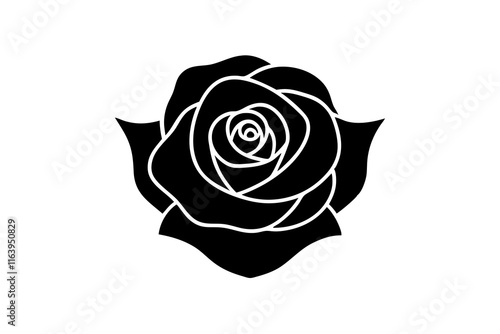 white rose on white background