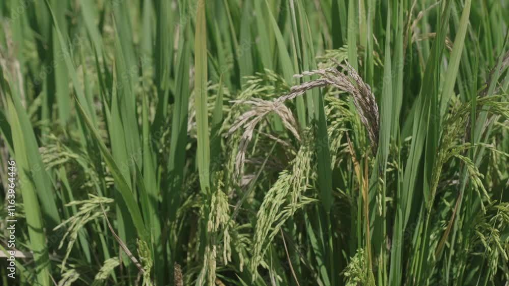Full rice grains in golden fields ready for harvesting in bright sunlight during late summer Full rice grains in golden fields ready for harvesting in bright sunlight during late summer