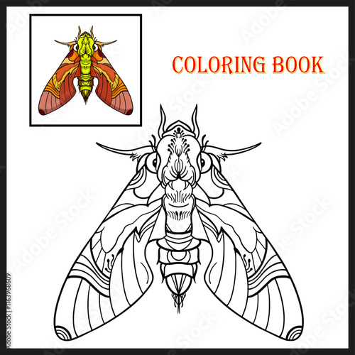 elephant hawk moth for coloring book (Deilephila elpenor)