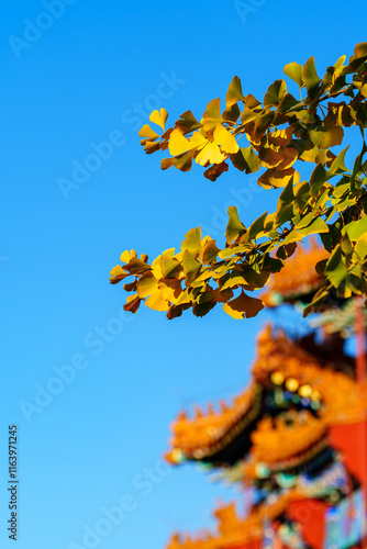 Yellow ginkgo leaves under blue sky in sunlight