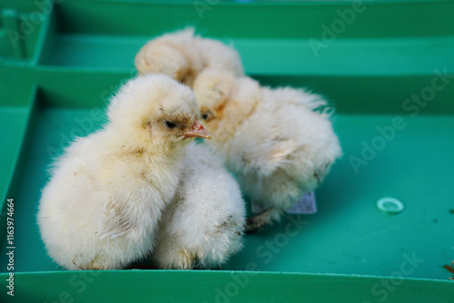 fluffy, feather, horizontal, photography, baby chicken, chicken - bird, cut out, indoors, livestock, poultry, animal body part, young bird, canada, colourful, concepts, creativity, ideas, infant, joyf photo