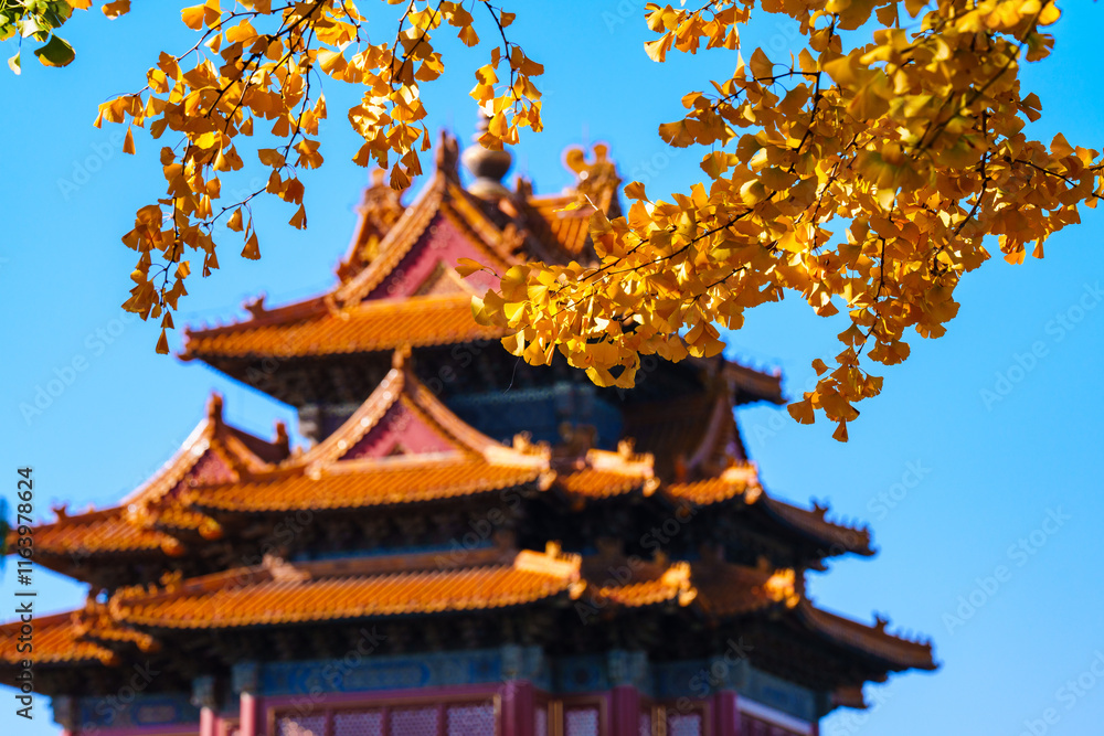 Overlooking Watch Tower of the Forbidden City and yellow ginkgo leaves under blue sky in sunlight in Autumn Overlooking Watch Tower of the Forbidden City and yellow ginkgo leaves under blue sky in sunlight in Autumn