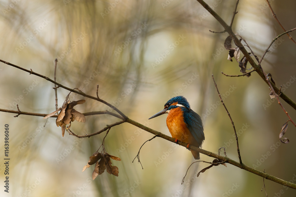kingfisher on a branch kingfisher on a branch
