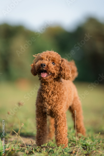 Wallpaper Mural A brown toy poodle dog with its tongue sticking out. Happy active toy poodle puppy on a walk in the public park. Toy poodle outdoors, training, playing. Torontodigital.ca