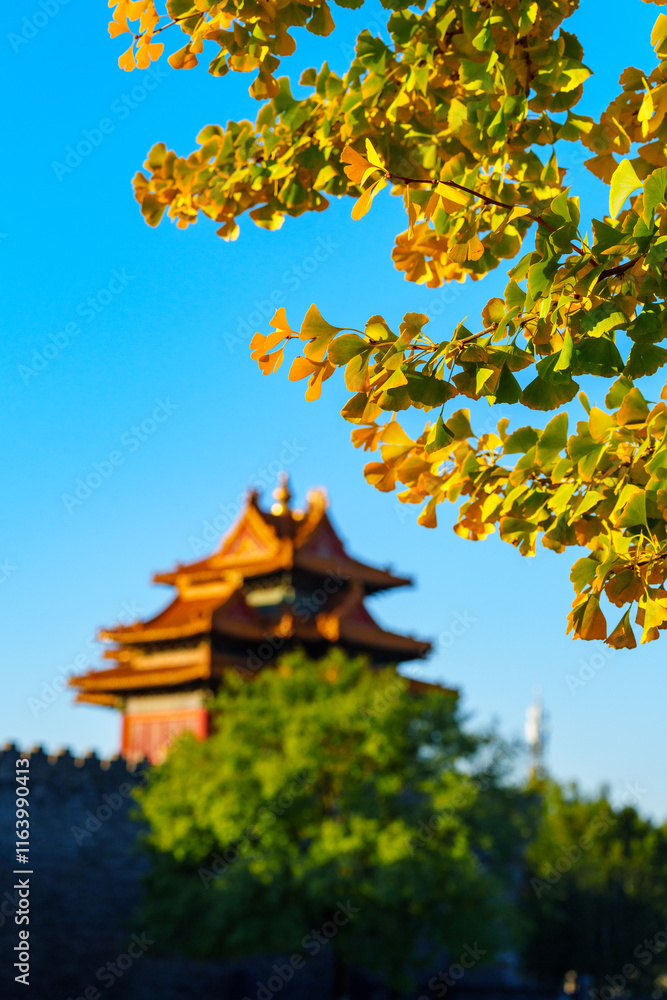 Overlooking Watch Tower of the Forbidden City and yellow ginkgo leaves under blue sky in sunlight in Autumn Overlooking Watch Tower of the Forbidden City and yellow ginkgo leaves under blue sky in sunlight in Autumn