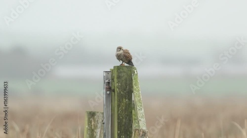 A Kestrel, Falco tinnunculus, perching on a fence post in a meadow eating its kill a mouse.	