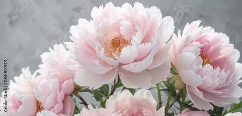 Fototapeta Naklejka Na Ścianę i Meble -  Delicate watercolor peonies in soft pink and white hues,  garden,  botanical,  peonies