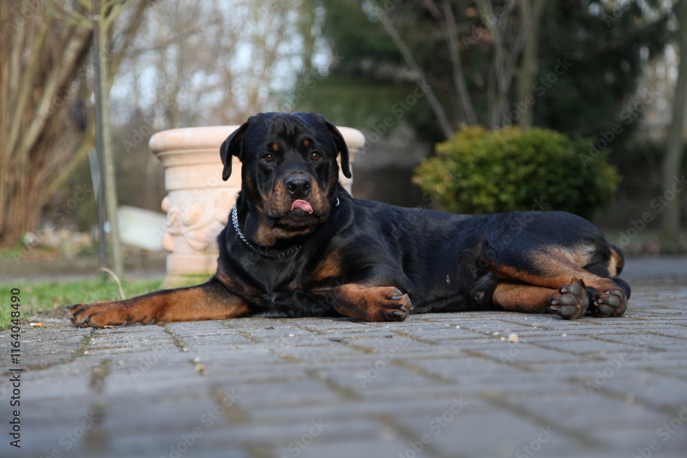 Rottweiler Hund Rüde liegt im Garten auf dem Boden Rottweiler Hund Rüde liegt im Garten auf dem Boden