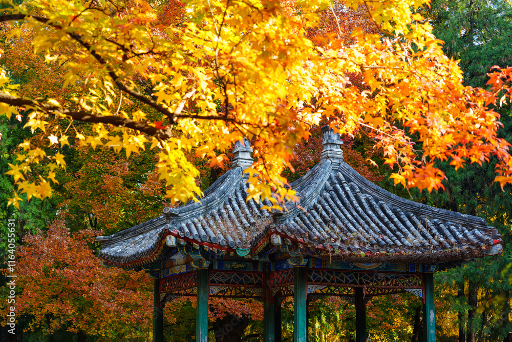 Oriental beauty: red and yellow maple leaves with Chinese traditional style pavilion in sunlight in autumn Oriental beauty: red and yellow maple leaves with Chinese traditional style pavilion in sunlight in autumn