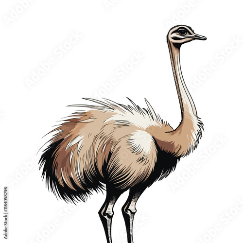 Ostrich icon vector line art illustration photo