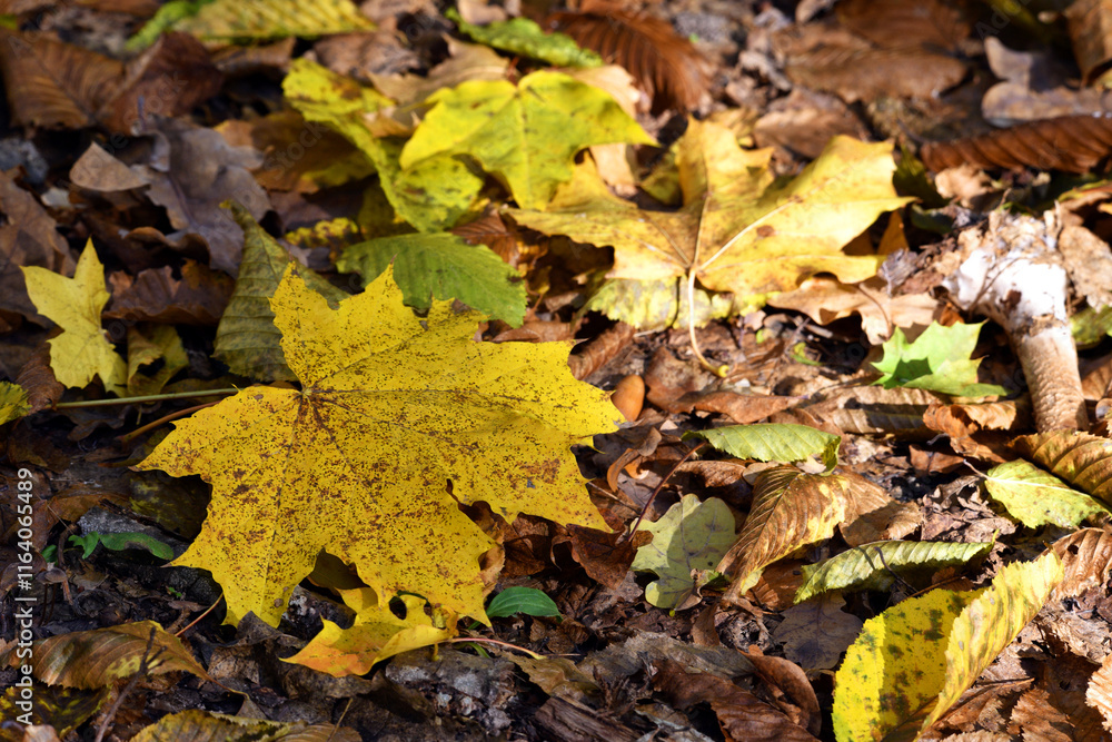 maple foliage. Close up of bright yellow maple leaves on fall tree branches with blurred natural background in autumn park or the forest. selective focus. sunny autumn day. seasonal leaf fall maple foliage. Close up of bright yellow maple leaves on fall tree branches with blurred natural background in autumn park or the forest. selective focus. sunny autumn day. seasonal leaf fall