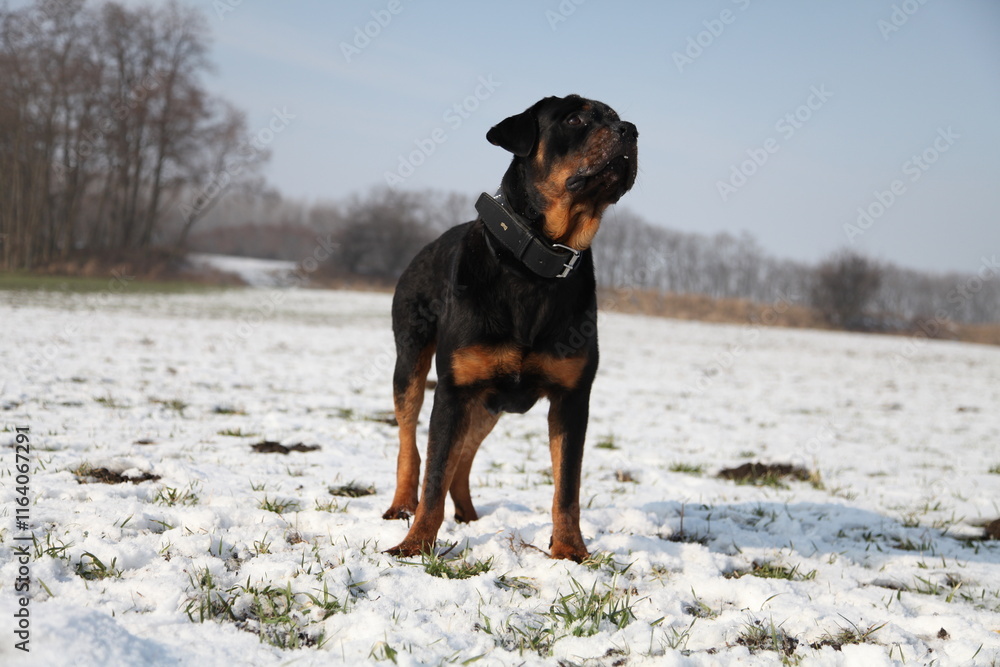 Rottweiler springt im Winter nach einem Schneeball Rottweiler springt im Winter nach einem Schneeball