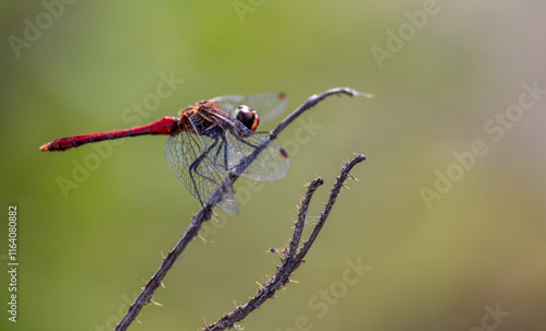 A resting red dragonfly Sympetrum vulgatum photo