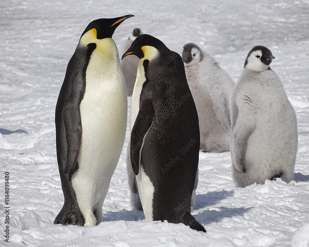 Fototapeta premium Emperor Penguins. Majestic species of penguin. King penguins in Antarctica. Group of penguins are standing in the snow, with two of them looking at each other