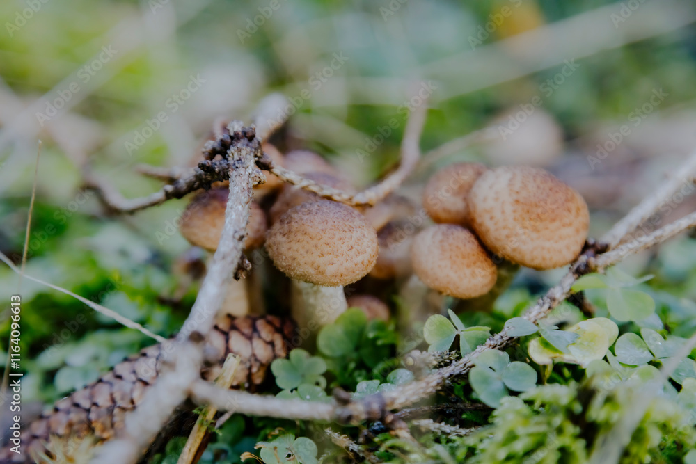 A cluster of forest mushrooms nestled in soft green moss, blending perfectly with nature’s serene textures and vibrant shades of life A cluster of forest mushrooms nestled in soft green moss, blending perfectly with nature’s serene textures and vibrant shades of life