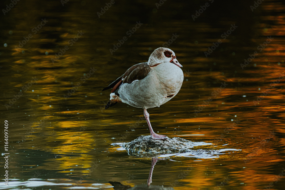 A solitary bird rests on the calm waters of a serene lake, perfectly centered in a moment of quiet reflection and natural harmony. A solitary bird rests on the calm waters of a serene lake, perfectly centered in a moment of quiet reflection and natural harmony.