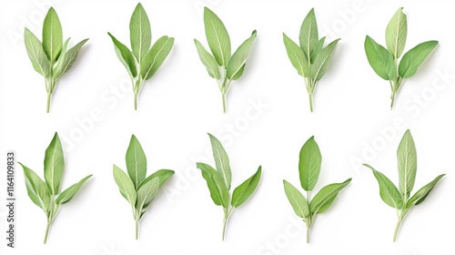 Wallpaper Mural Fresh Green Leaves Arrangement on White Background for Nature and Herbal Themes Torontodigital.ca