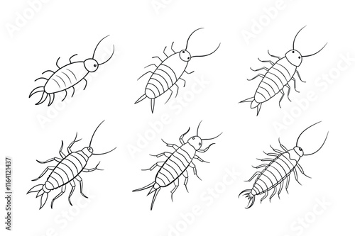 Silverfish (Lepisma saccharina) insect silhouette design, labeled line art vector illustration. photo