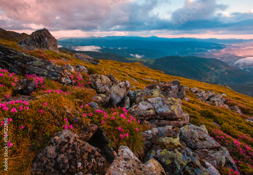 blooming red pink rhododendrons flowers in the mountains, amazing panoramic nature scenery	 photo