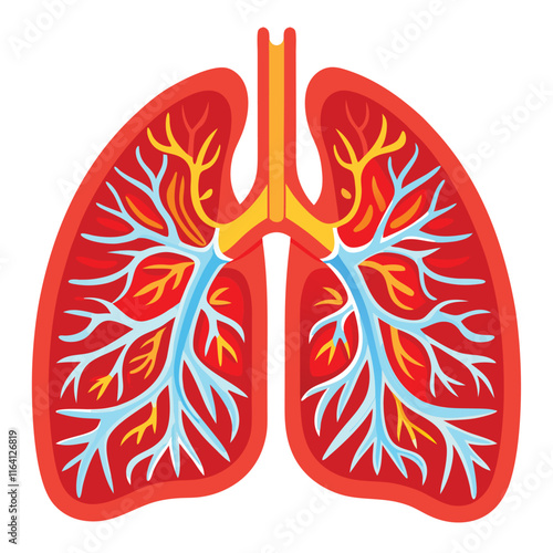 Human Lungs Anatomy with Bronchial Tree Medical Illustration