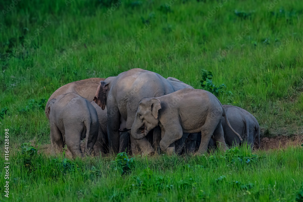 Fototapeta premium Elephants are large mammals and are the largest land animals. Wild elephants eat plants. They are big, have a small head, big legs, and have a trunk that reaches to the ground. That trunk is the nose.