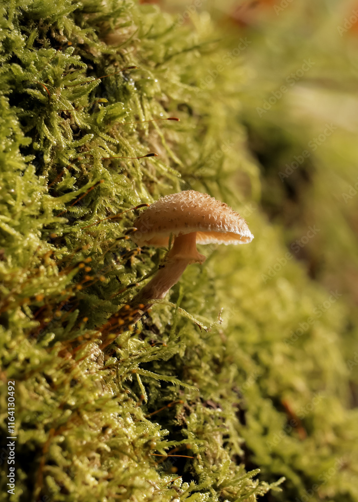 Fototapeta premium Mushroom in forest growing on moss side of tree. Fall autumn photography in nature with selective focus on growing fungi. Fairy tail.