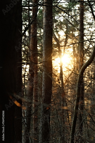 sunset in the forest