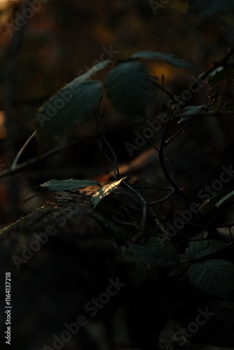 Wallpaper Mural Sunset on leaves Torontodigital.ca