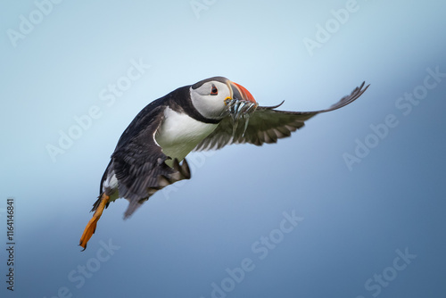 Atlantic puffin with fish in beak spreading wings. Colorful seabird representing coastal wildlife and natural beauty.