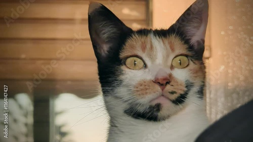A close-up portrait of a calico cat indoors, with its eyes wide open