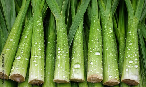 Fresh green stalks with water droplets.